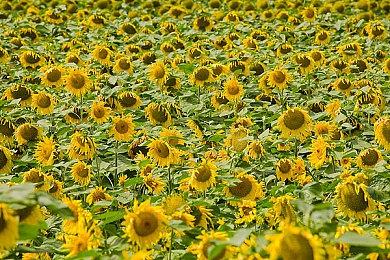 《街头霸王6》第二次封闭Beta测试现已开始